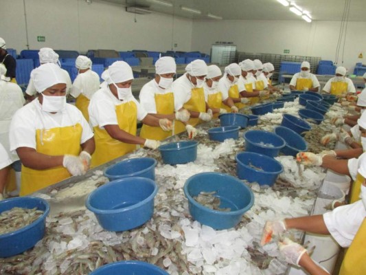 Exportación de camarón sumará unos 70 millones de libras al cierre del año