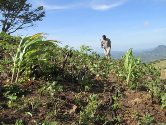 Entregarán bonos agrícolas para siembras de postrera