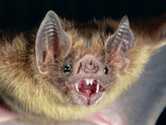 Honduras: murciélagos atacan a 42 personas en Atlántida