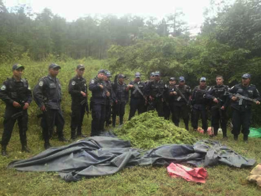 Al rededor de 1000 plantas de marihuana incautadas en Olancho