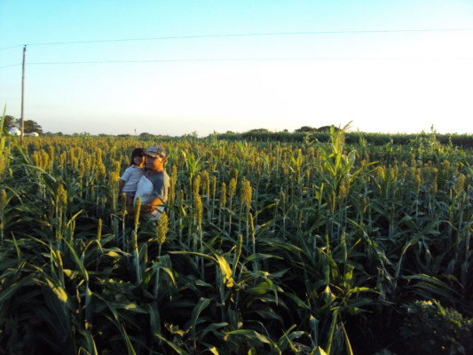 Pequeños productores apuestan por el sorgo