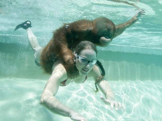 El orangután que bucea