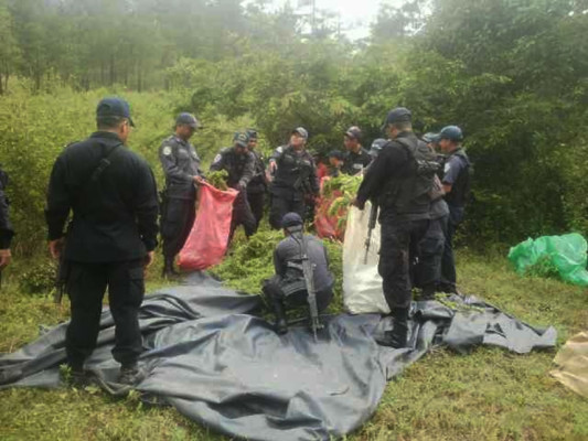 Al rededor de 1000 plantas de marihuana incautadas en Olancho