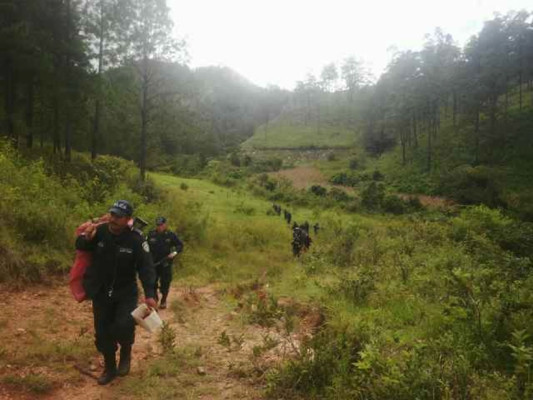 Al rededor de 1000 plantas de marihuana incautadas en Olancho