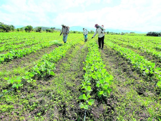 Cartera agrícola crece 10% en primer cuatrimestre