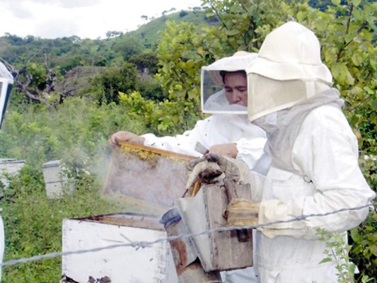 Más de 200 mil kilos de miel deja la apicultura