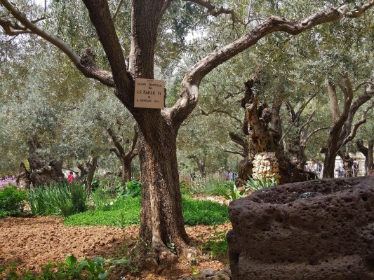 Huerto de Getsemaní, esencia de la Pasión