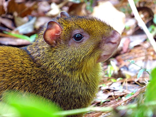 Un bosque de vida silvestre para recorrer y disfrutar