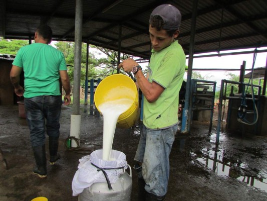 Productores de leche le apuntan a mercado taiwanés
