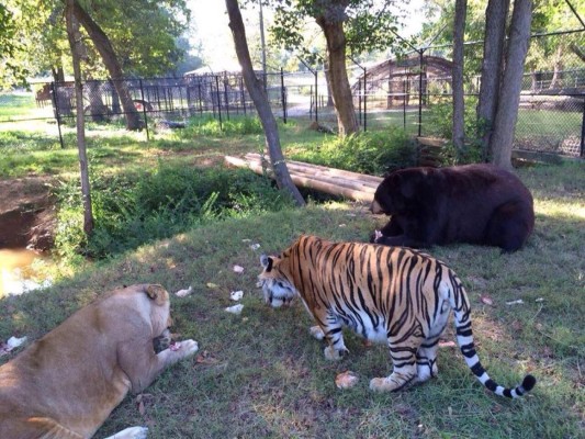 Oso, león y tigre vivieron maltratados, ahora son inseparables