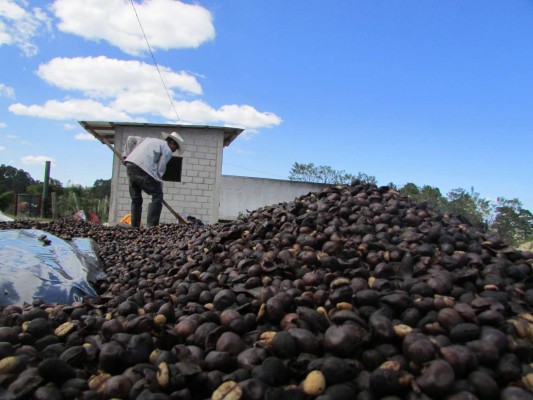 OIC reporta caída de 27.5% en el precio promedio del café