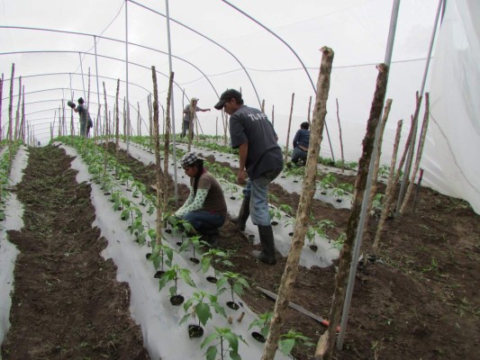 Chiles jalapeños y malanga, con potencial de ampliar mercados