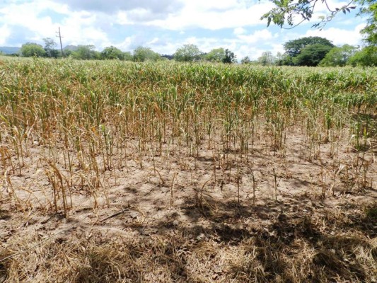 JOH pedirá asumir responsabilidad del cambio climático