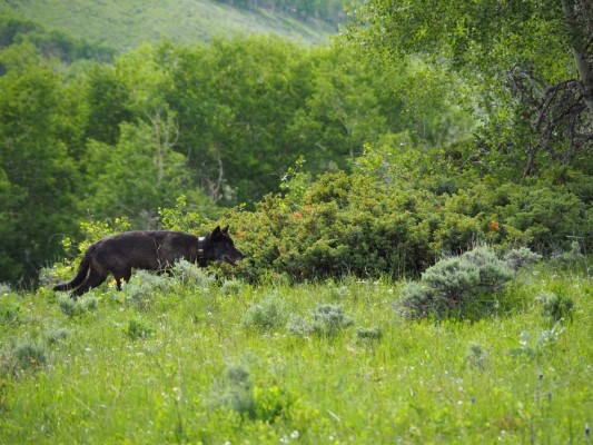 EEUU: Por primera vez en 80 años nacen lobos grises en Colorado