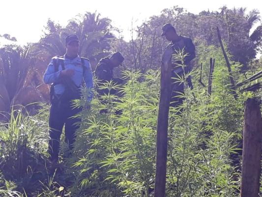 Destruyen en Tocoa, Colón, 16,500 plantas de marihuana