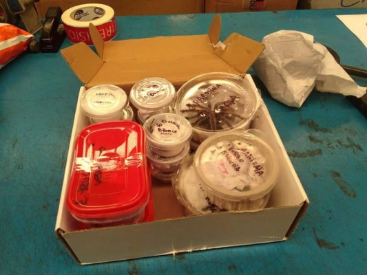 México decomisa tarántulas y un cienpiés procedentes de Chile