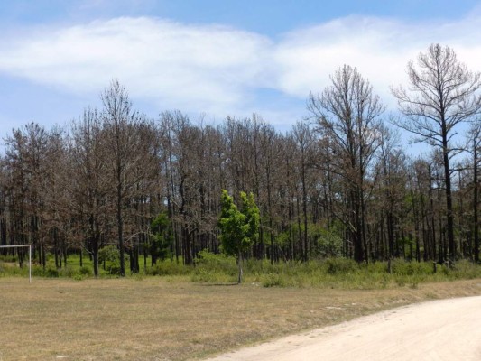 Alarma por plaga de gorgojo que destruye bosques en Honduras
