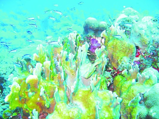 En Tela pujan por ley para proteger arrecifes coralinos