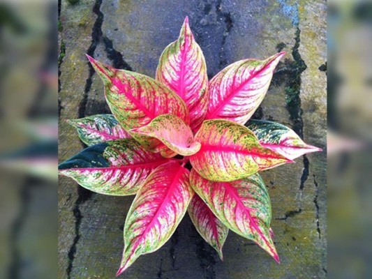 Plantas que crecen en jarrones de agua