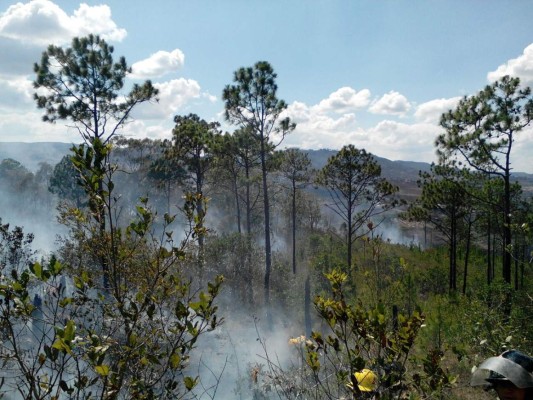 Reportan un incendio forestal en la montaña de El Picacho