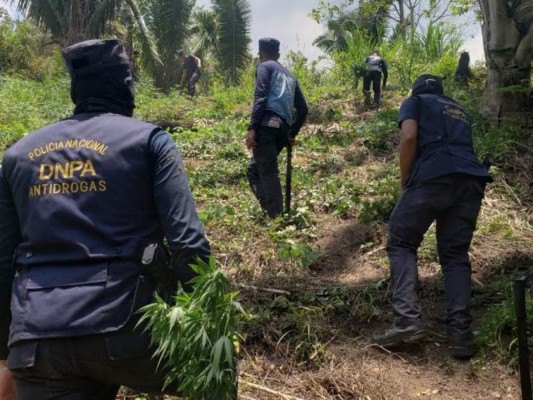 15,000 plantas de coca ha incautado Policía Nacional en lo que va de 2021