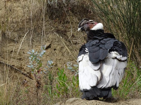 Chunka, la cóndor que preservará a su especie en el Ecuador