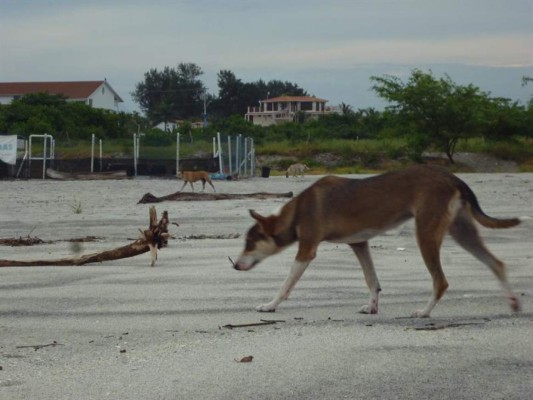 Perros y 'hueveros' amenazan tortugas del Pacífico panameño&nbsp;&nbsp;