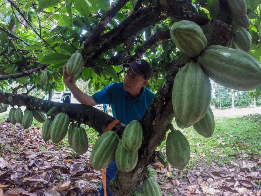 Estimulan el consumo de cacao en más comunidades