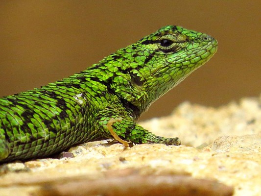 Un bosque de vida silvestre para recorrer y disfrutar