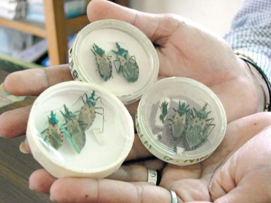 Sigue imparable el mal de Chagas