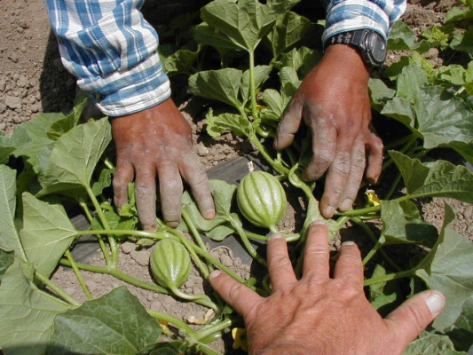 Meloneros prevén cosecha récord