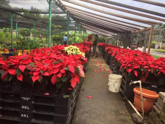 Pascuas elevan en 50% ventas en viveros de San Pedro Sula