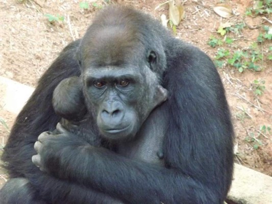 Nace la primera cría de gorila de Suramérica  