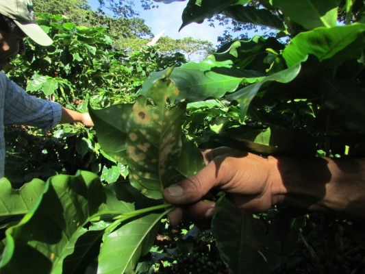 Cafetaleros piden más ayuda para enfrentar la roya
