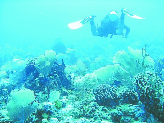 En Tela pujan por ley para proteger arrecifes coralinos