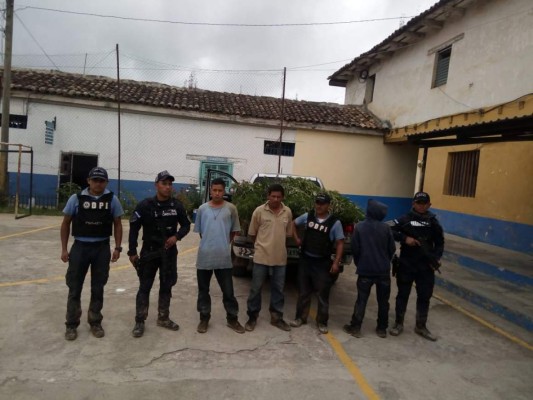 Policía detiene a familia acusada de cultivar y distribuir marihuana