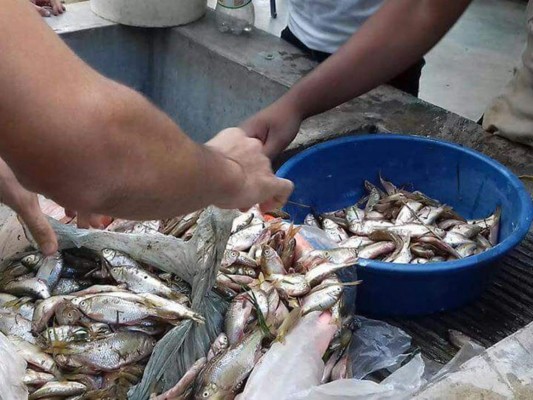Cae por tercera vez en este año la lluvia de peces en Yoro