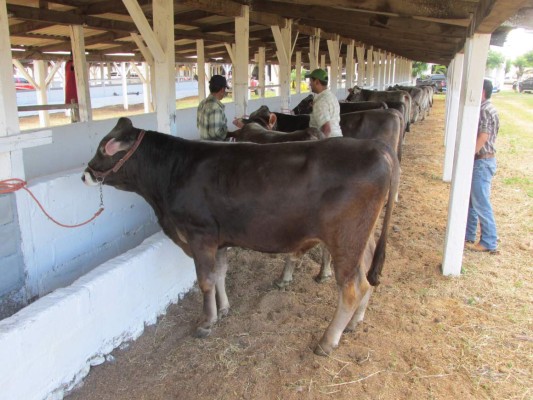 Productores hondureños ya recibieron L1,100 millones de los 1,500