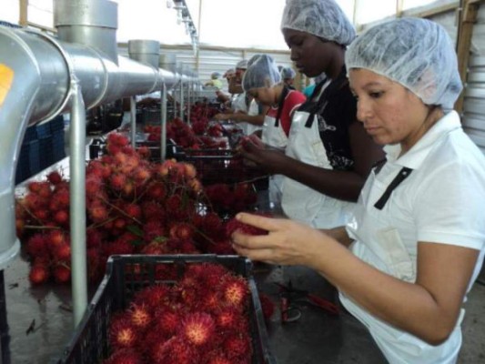 Tubérculos y frutas sobresalen en las exportaciones agrícolas