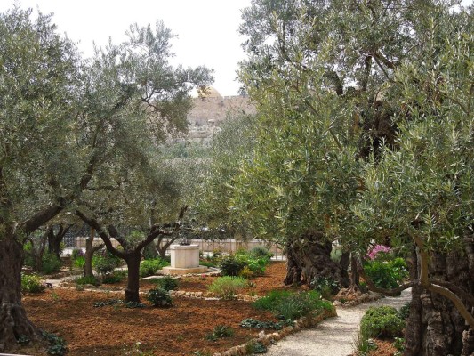 Huerto de Getsemaní, esencia de la Pasión