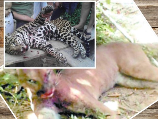 ¿Crees que el Estado brinda protección a los animales?