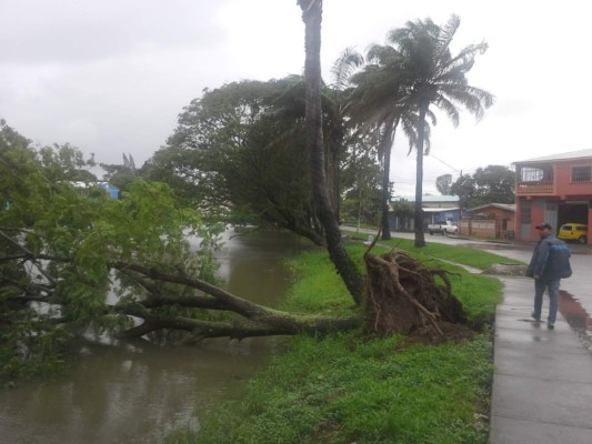 Los fuertes vientos arrancaron árboles en algunos barrios y colonias de La Ceiba.
