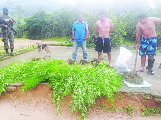Hallan plantación de marihuana en el occidente de Honduras