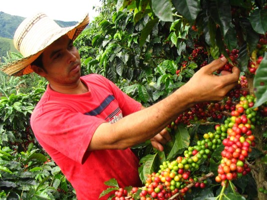 Costa Rica proyecta alza en cosecha de café 2014-15