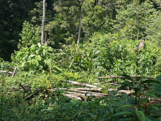Encuentran al menos 5 mil plantas de marihuana en Olanchito, Yoro