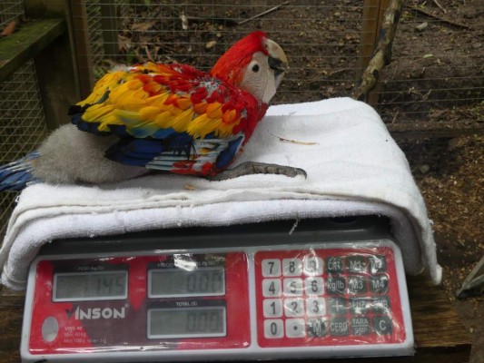 Copán Ruinas tendrá el primer centro de incubación de guacamayas rojas