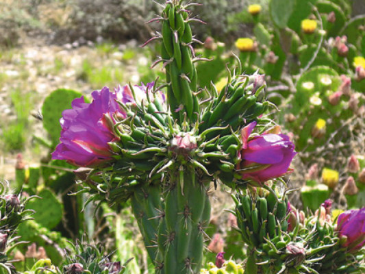 Destinos turísticos condenados a morir