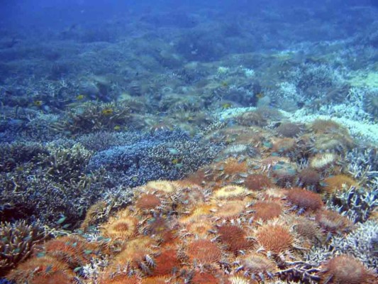 Corona de espinas, la estrella de mar depredadora que está devorando los corales