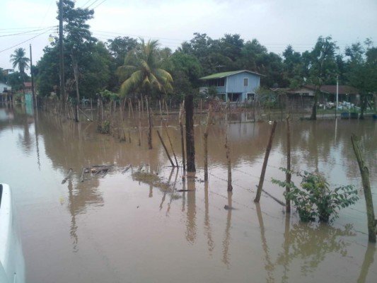 Anegadas están las casas en la comunidad de Olivo en Santa Cruz de Yojoa.