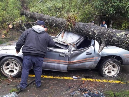 El pesado árbol aplastó la cabina del vehículo pickup.
